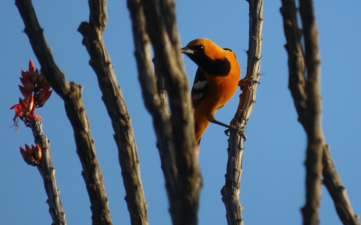 Hooded Oriole - ML635484096