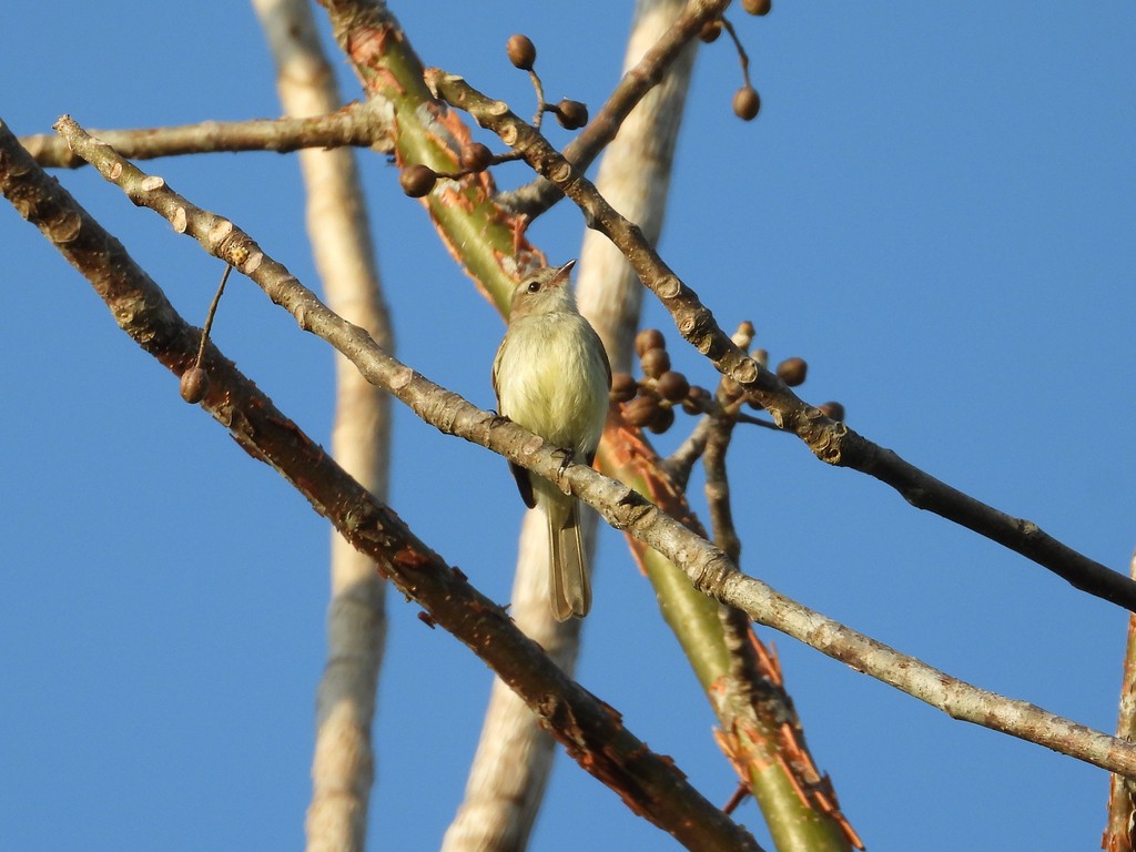 Mouse-colored Tyrannulet (Northern) - ML635484230