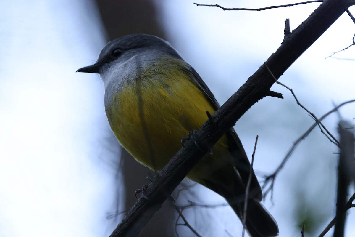 Western Yellow Robin - ML635484240