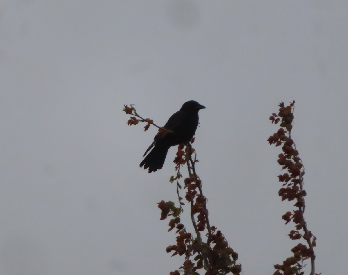 American Crow - ML635484356