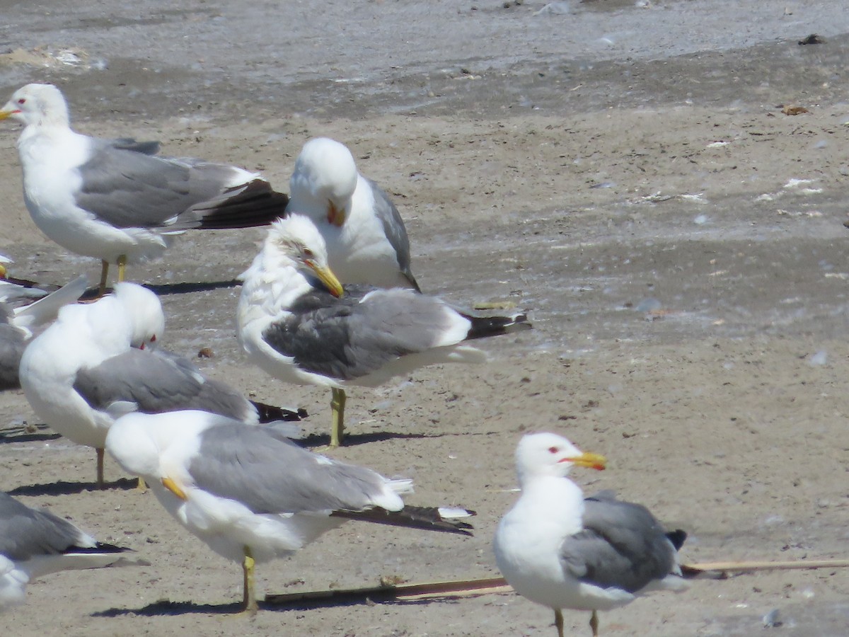 Gaviota Californiana - ML635484446