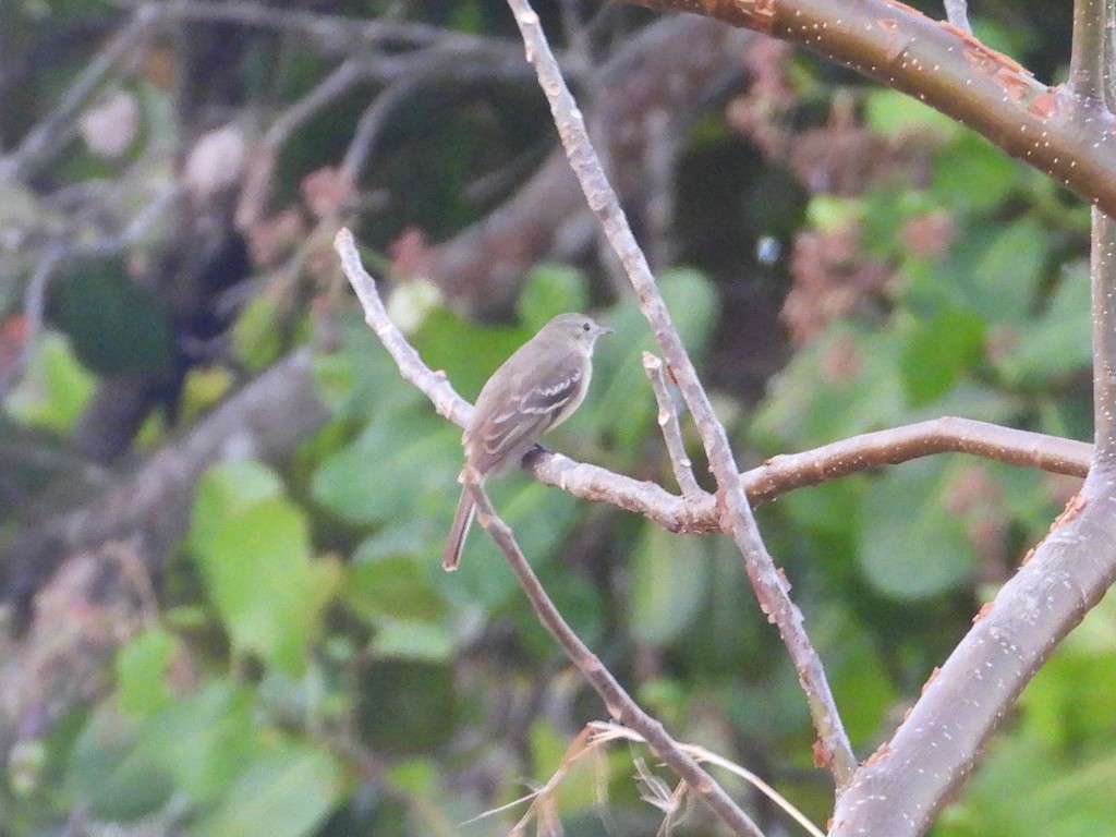 Mouse-colored Tyrannulet (Northern) - ML635484462
