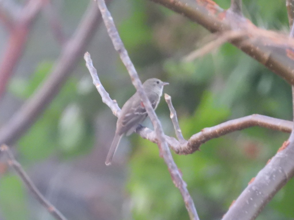Mouse-colored Tyrannulet (Northern) - ML635484464