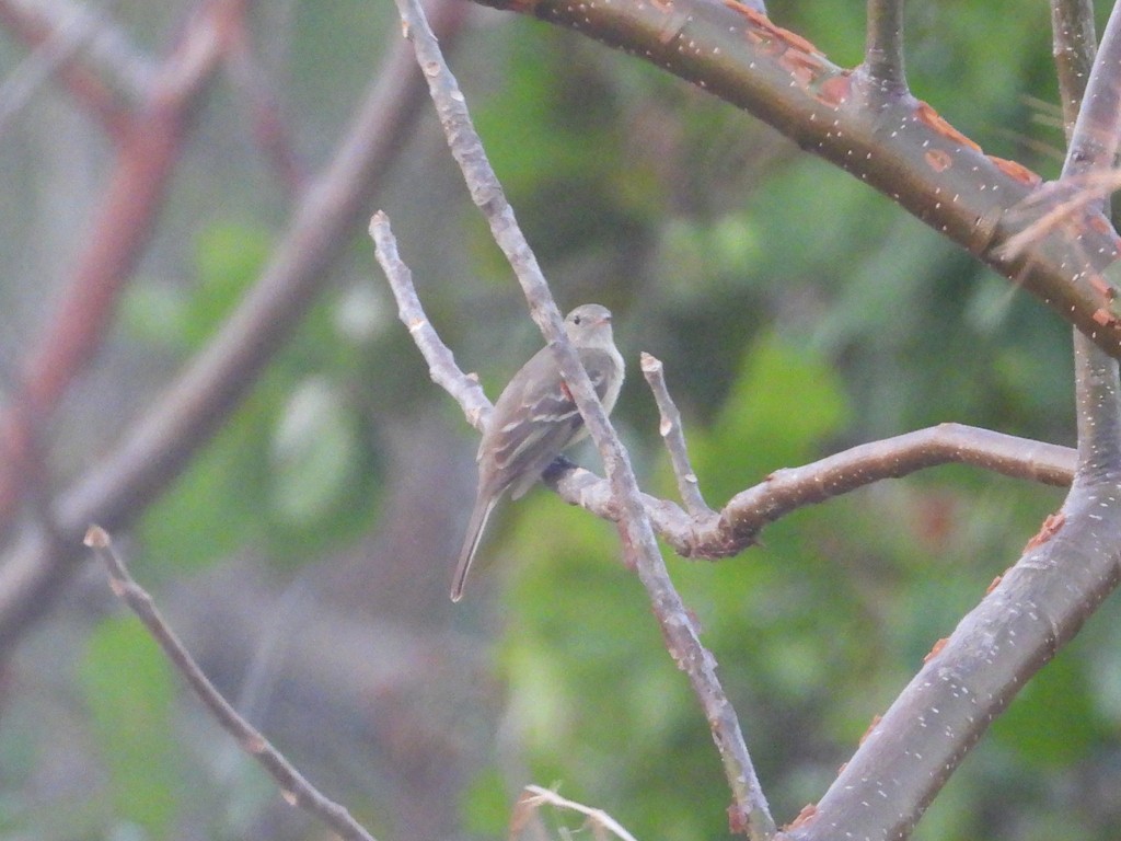 Mouse-colored Tyrannulet (Northern) - ML635484466