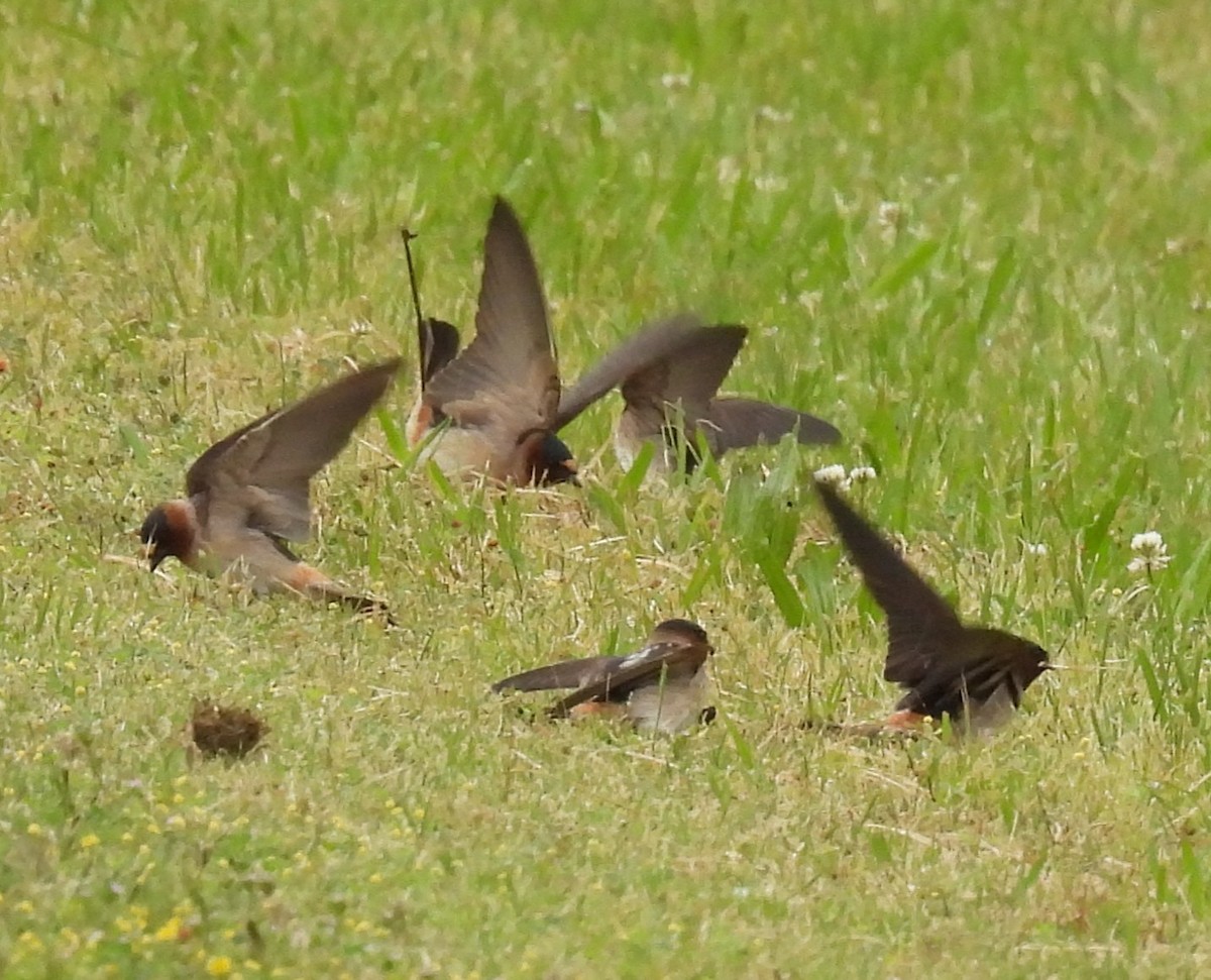 Cliff Swallow - ML635484480