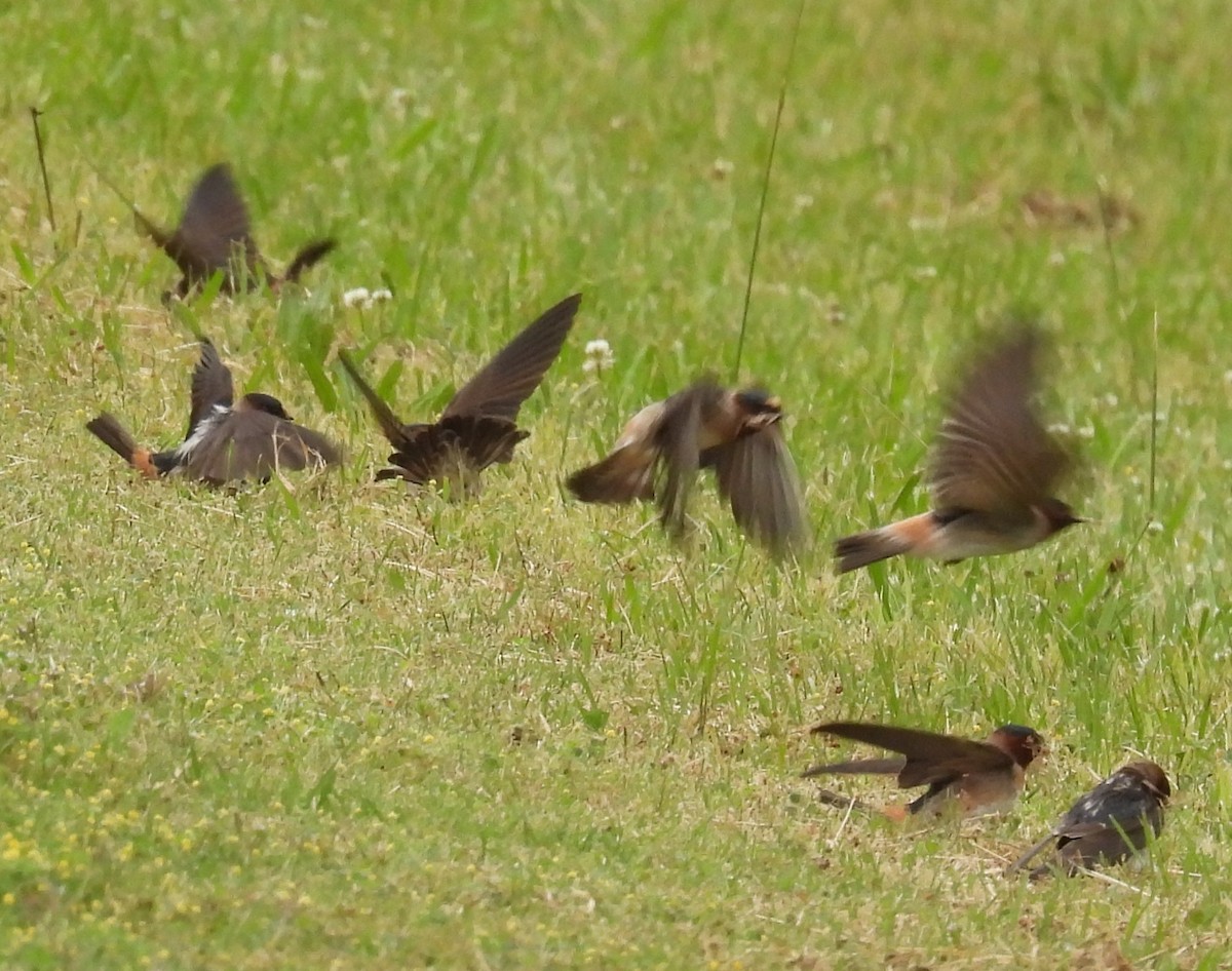 Cliff Swallow - ML635484483