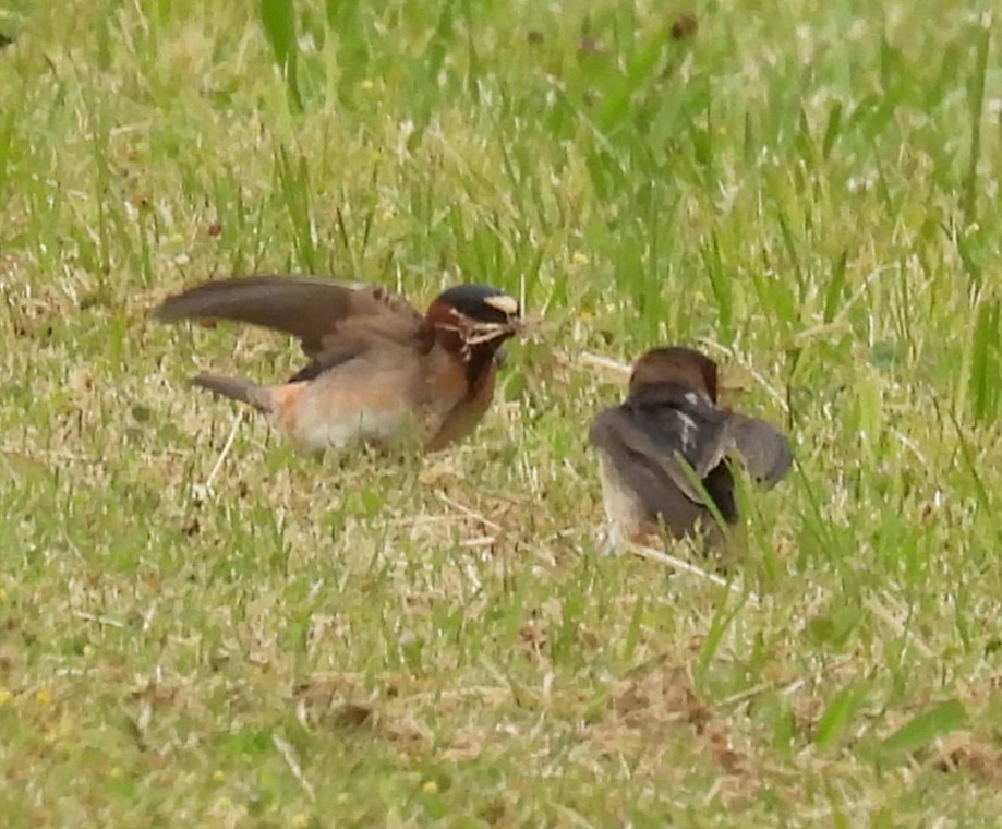 Cliff Swallow - ML635484492
