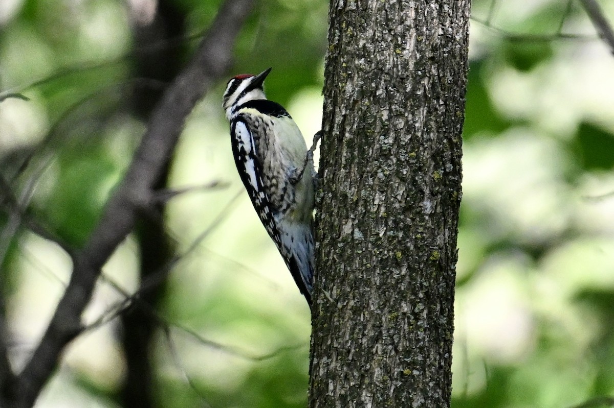 Yellow-bellied Sapsucker - ML635484511