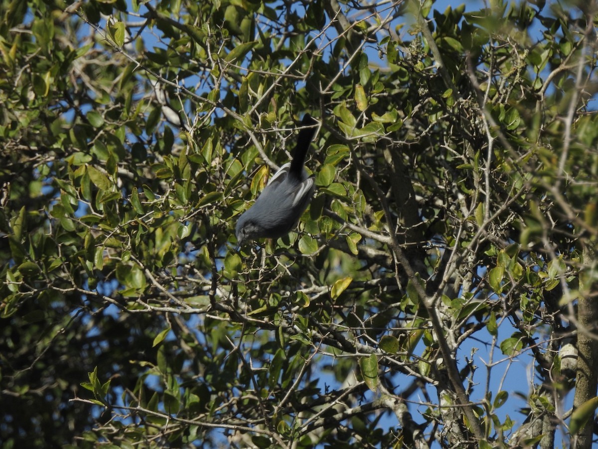 maskemyggsmett - ML635484583