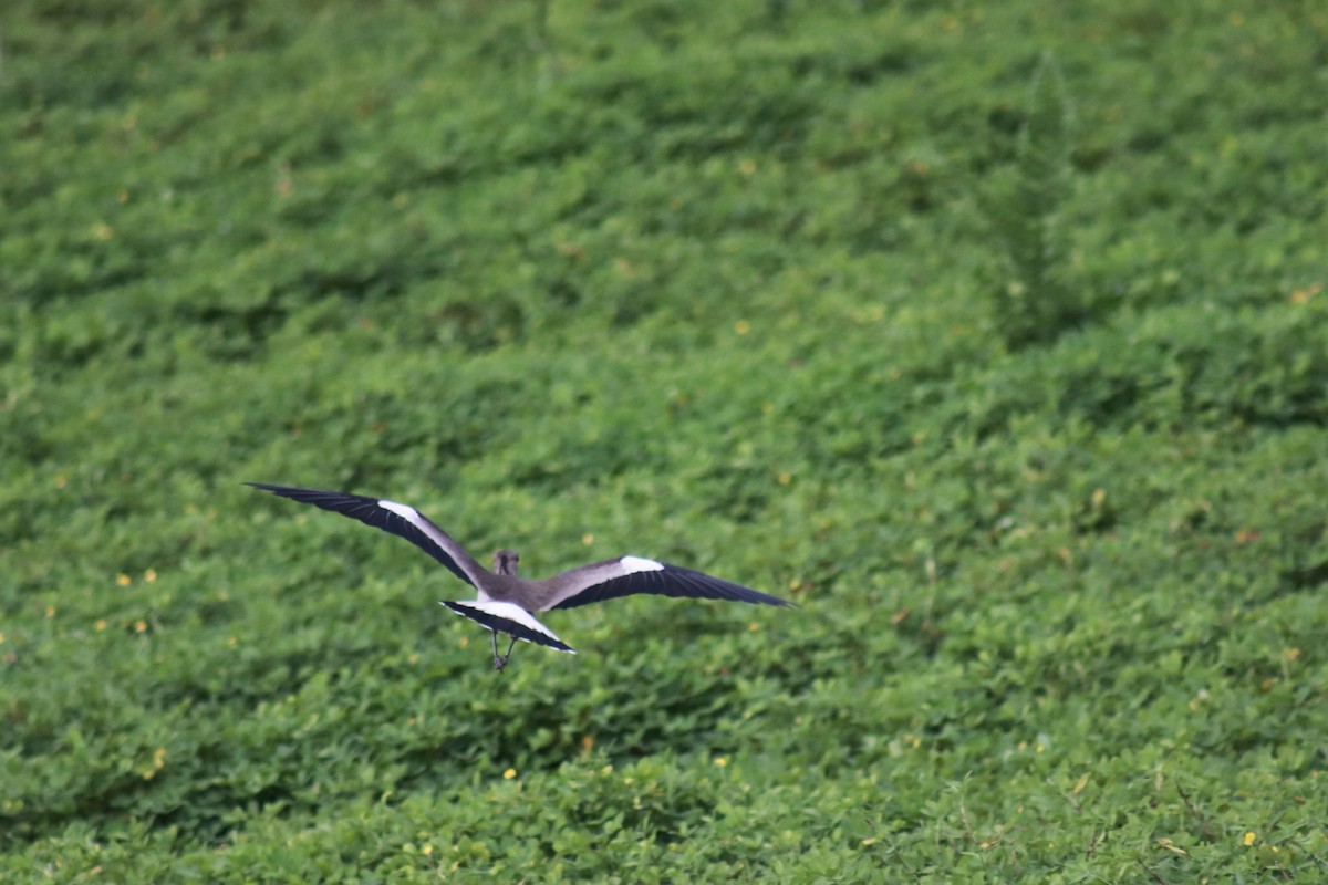 Southern Lapwing - ML635484647