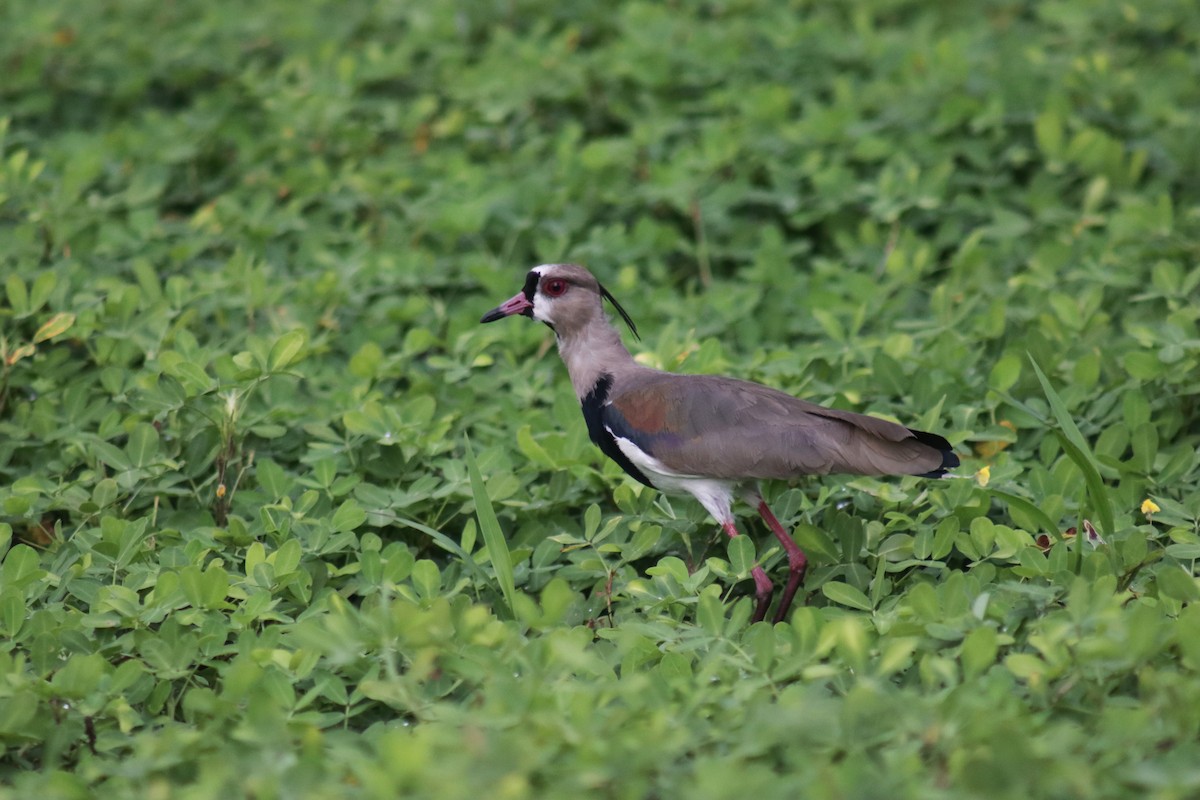 Southern Lapwing - ML635484648