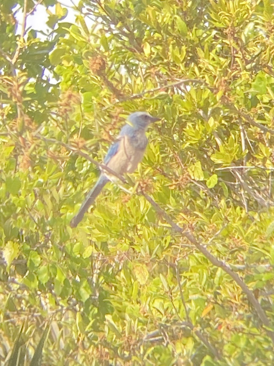 Florida Scrub-Jay - ML635484652