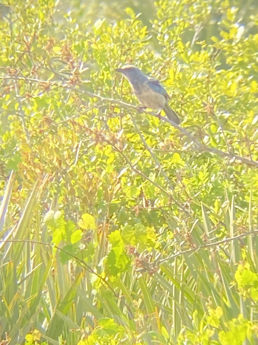 Florida Scrub-Jay - ML635484653