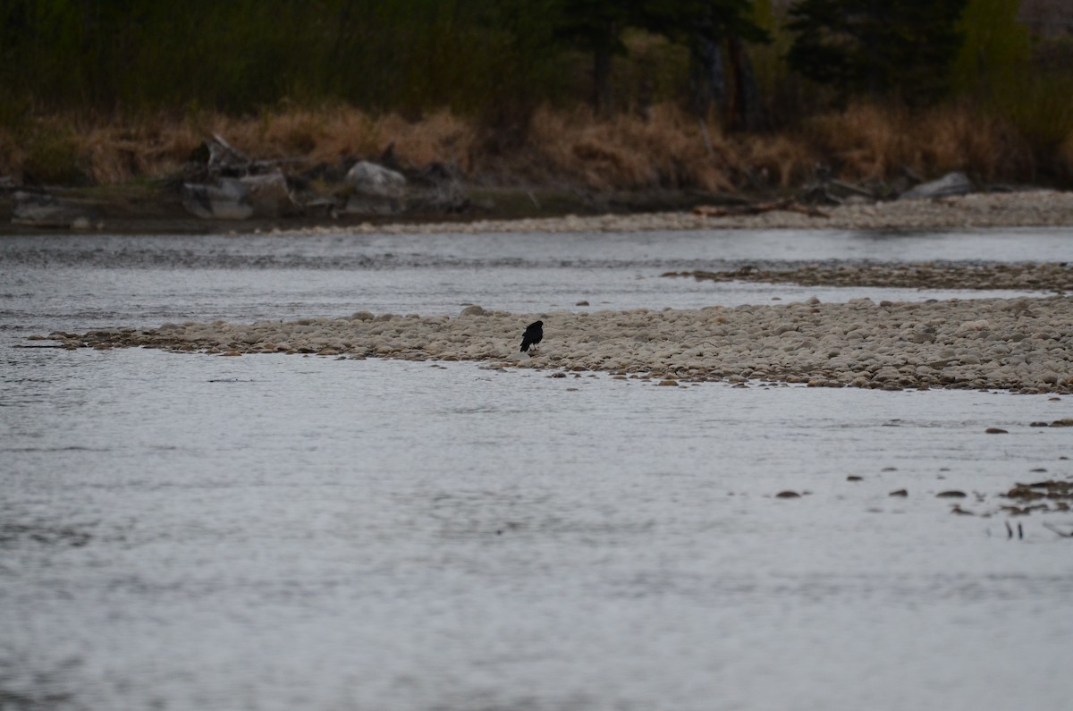 American Crow - ML635484654
