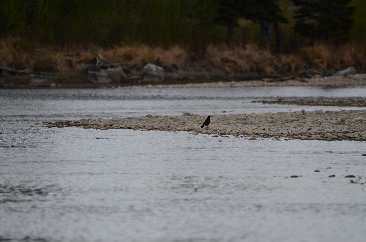 American Crow - ML635484655
