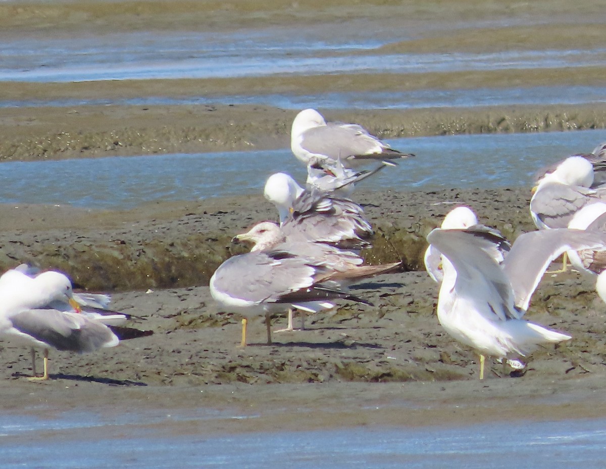Gaviota Californiana - ML635484716