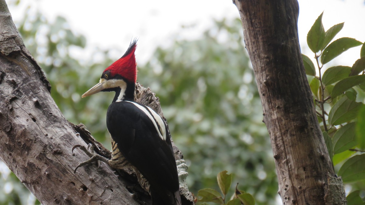 Crimson-crested Woodpecker - ML635484730