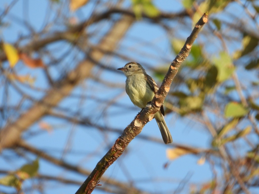 Mouse-colored Tyrannulet (Northern) - ML635484734