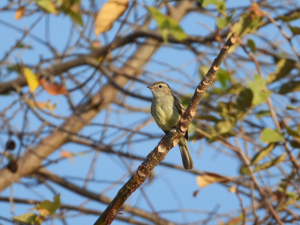 Mouse-colored Tyrannulet (Northern) - ML635484735
