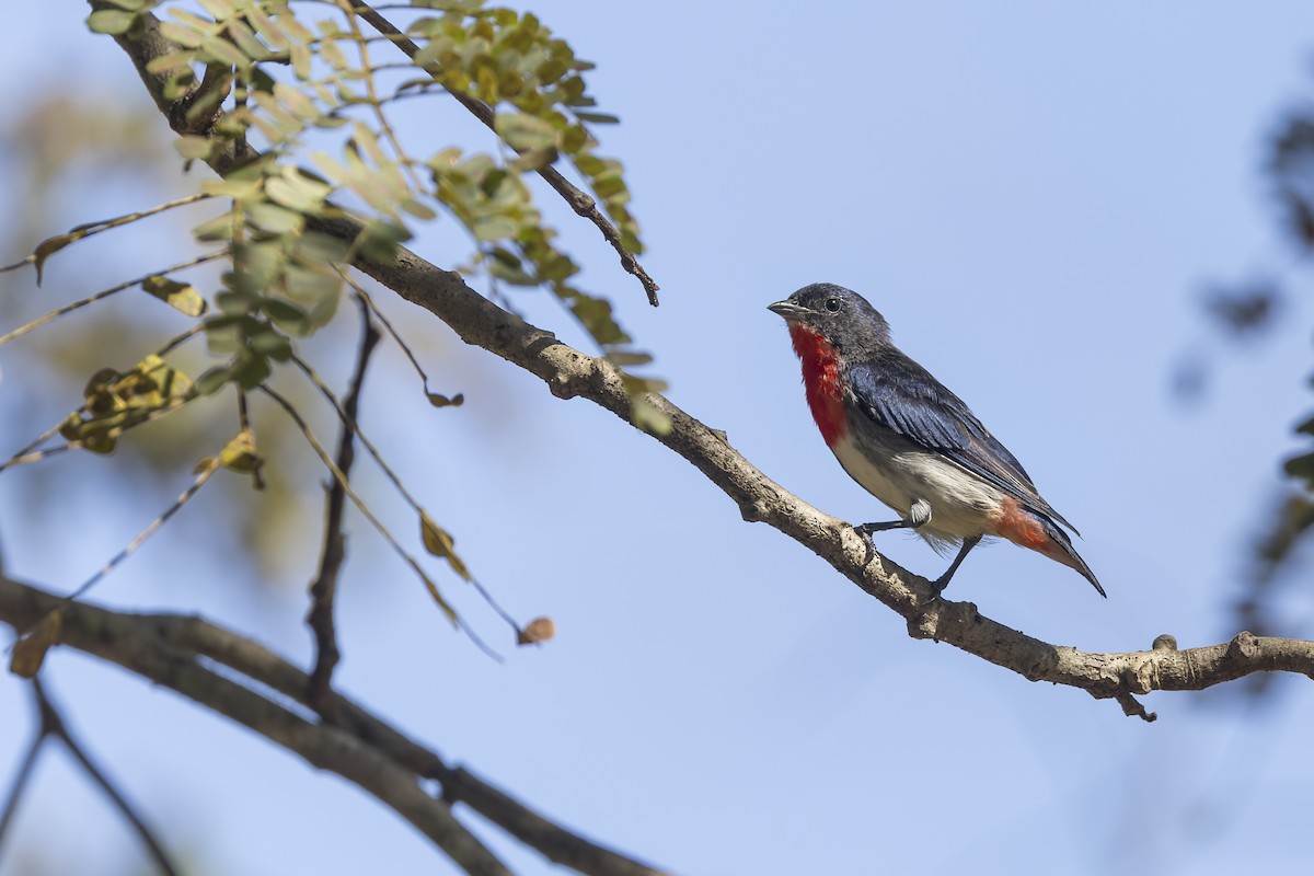 Mistletoebird - ML635484782