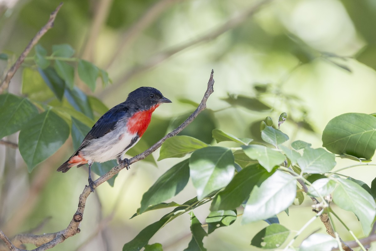 Mistletoebird - ML635484783
