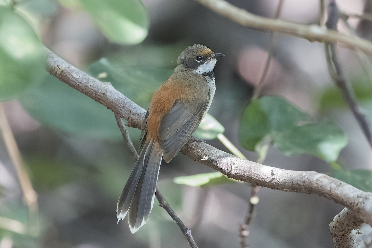 Arafura Fantail - ML635484807