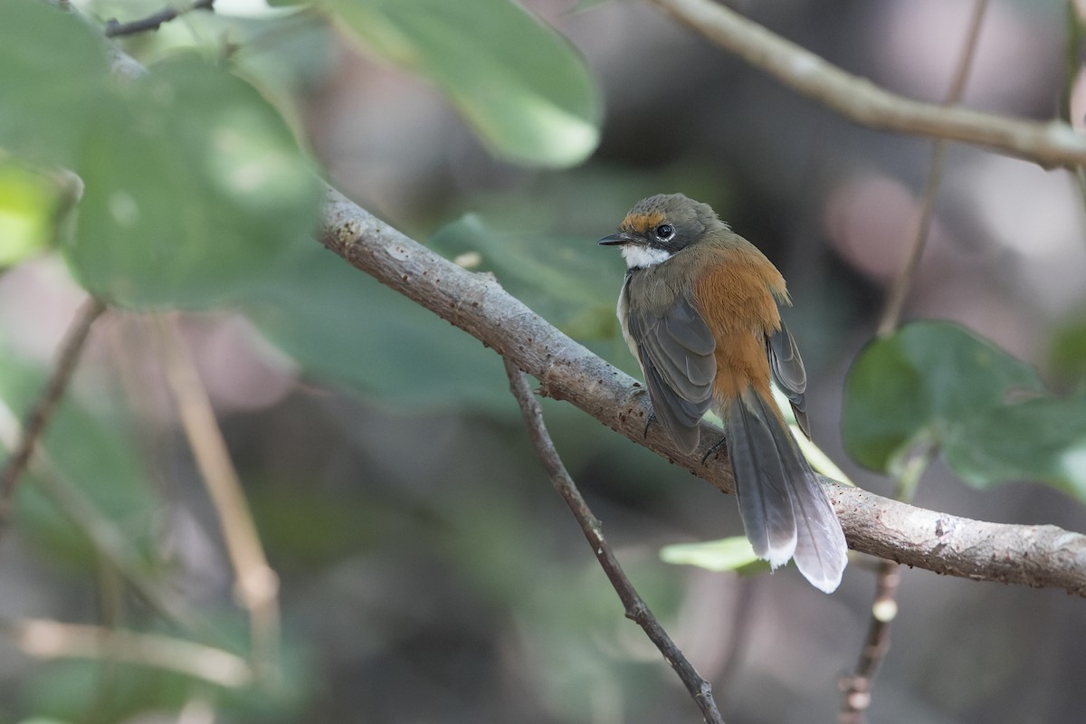 Arafura Fantail - ML635484808