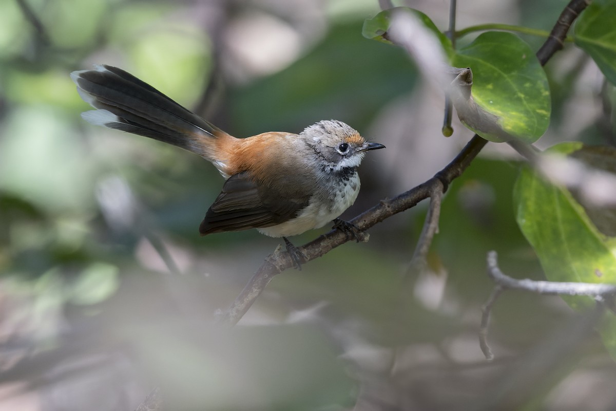 Arafura Fantail - ML635484810