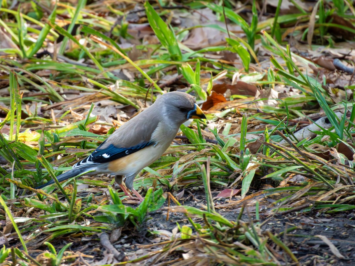Yellow-billed Grosbeak - ML635484914