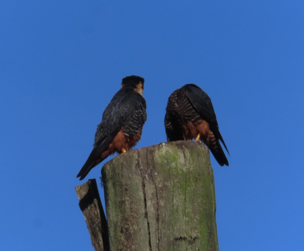 Bat Falcon - ML635484982