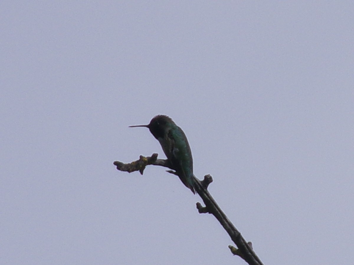 Anna's Hummingbird - ML635484997