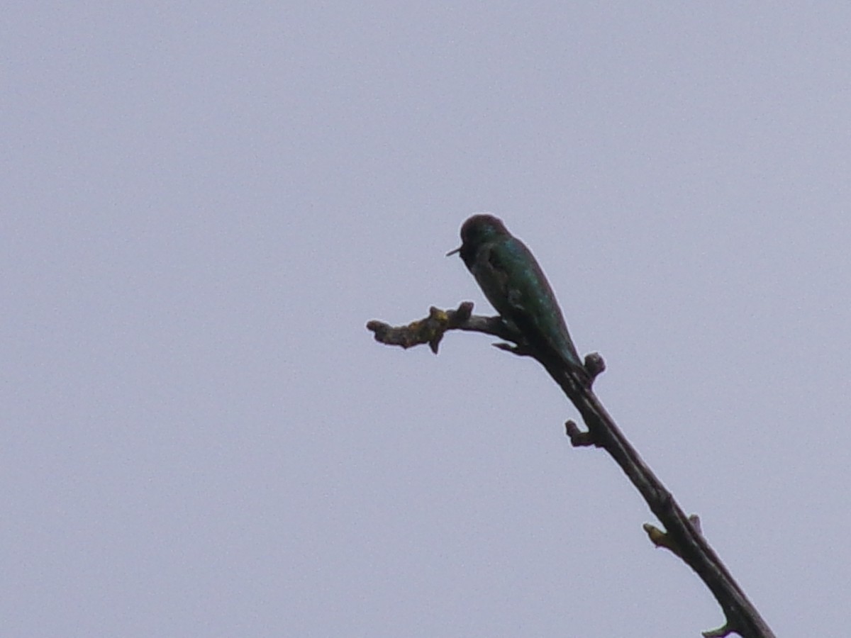 Anna's Hummingbird - ML635484998