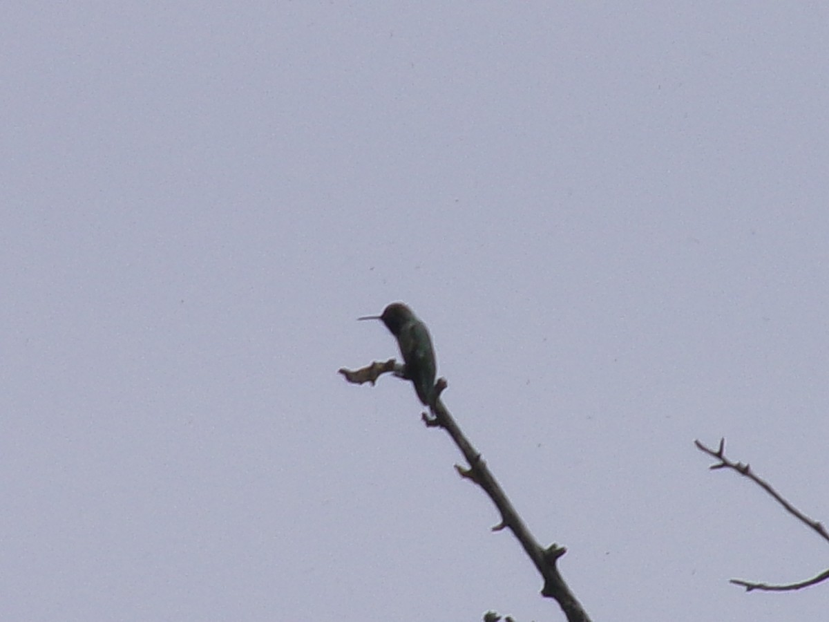 Anna's Hummingbird - ML635484999