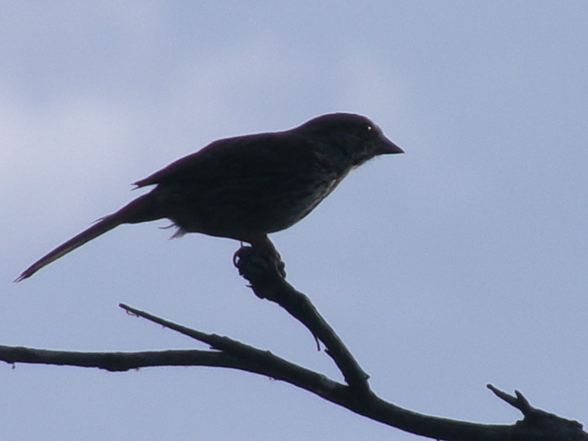 Song Sparrow - ML635485071