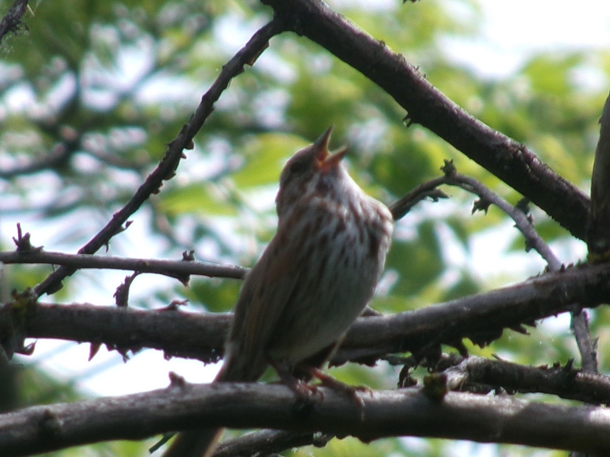 Song Sparrow - ML635485072
