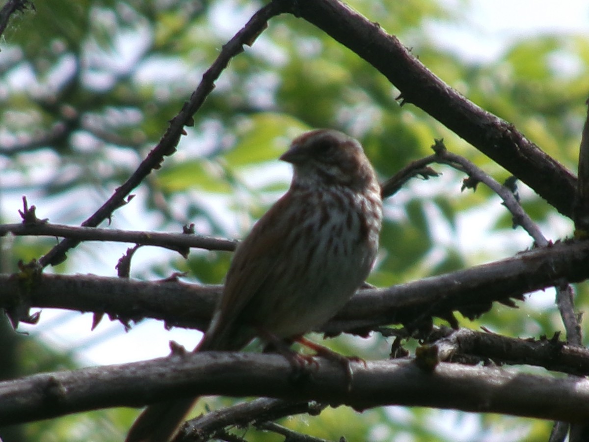Song Sparrow - ML635485075