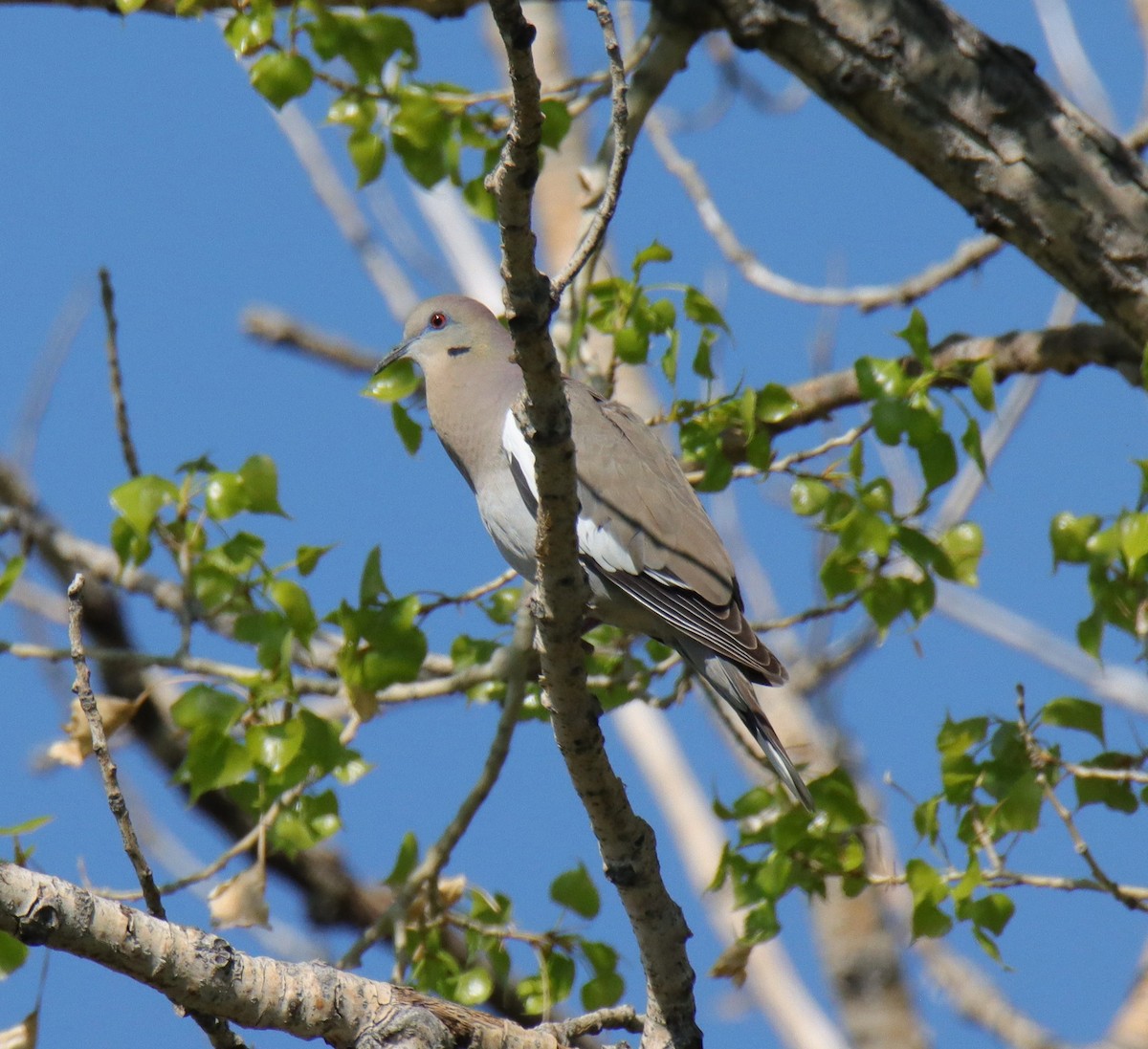 White-winged Dove - ML635485076