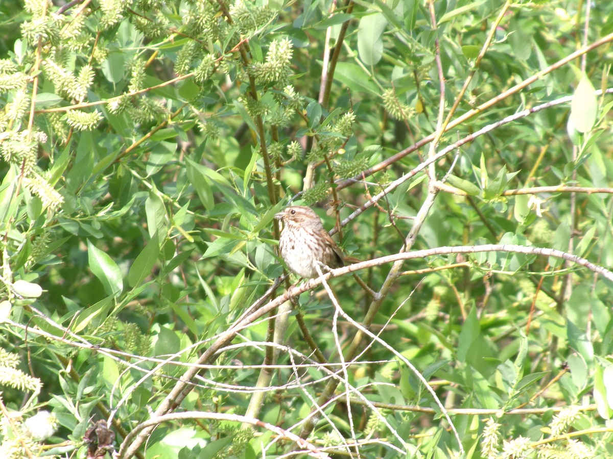 Song Sparrow - ML635485077