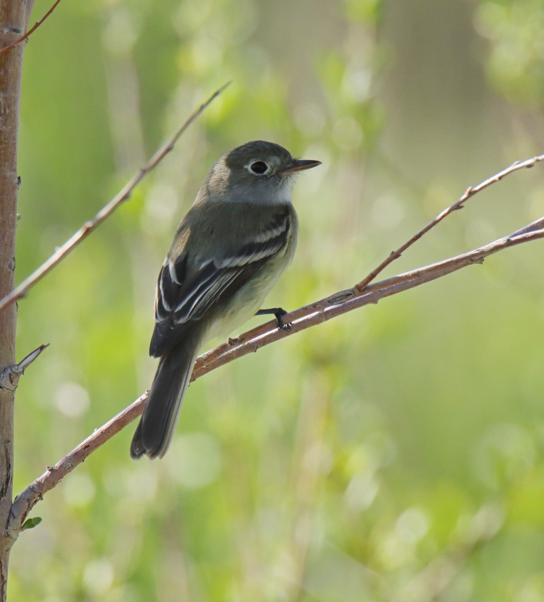 Least Flycatcher - ML635485098