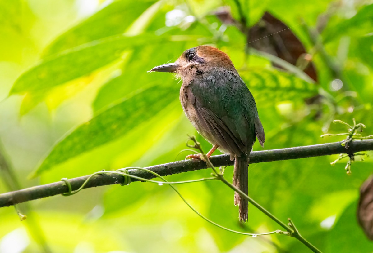 Tody Motmot - ML635485101