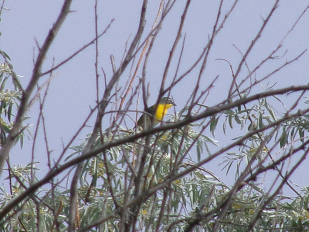 Yellow-breasted Chat - ML635485110