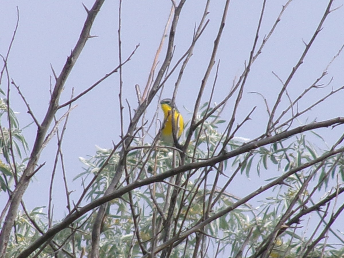 Yellow-breasted Chat - ML635485111