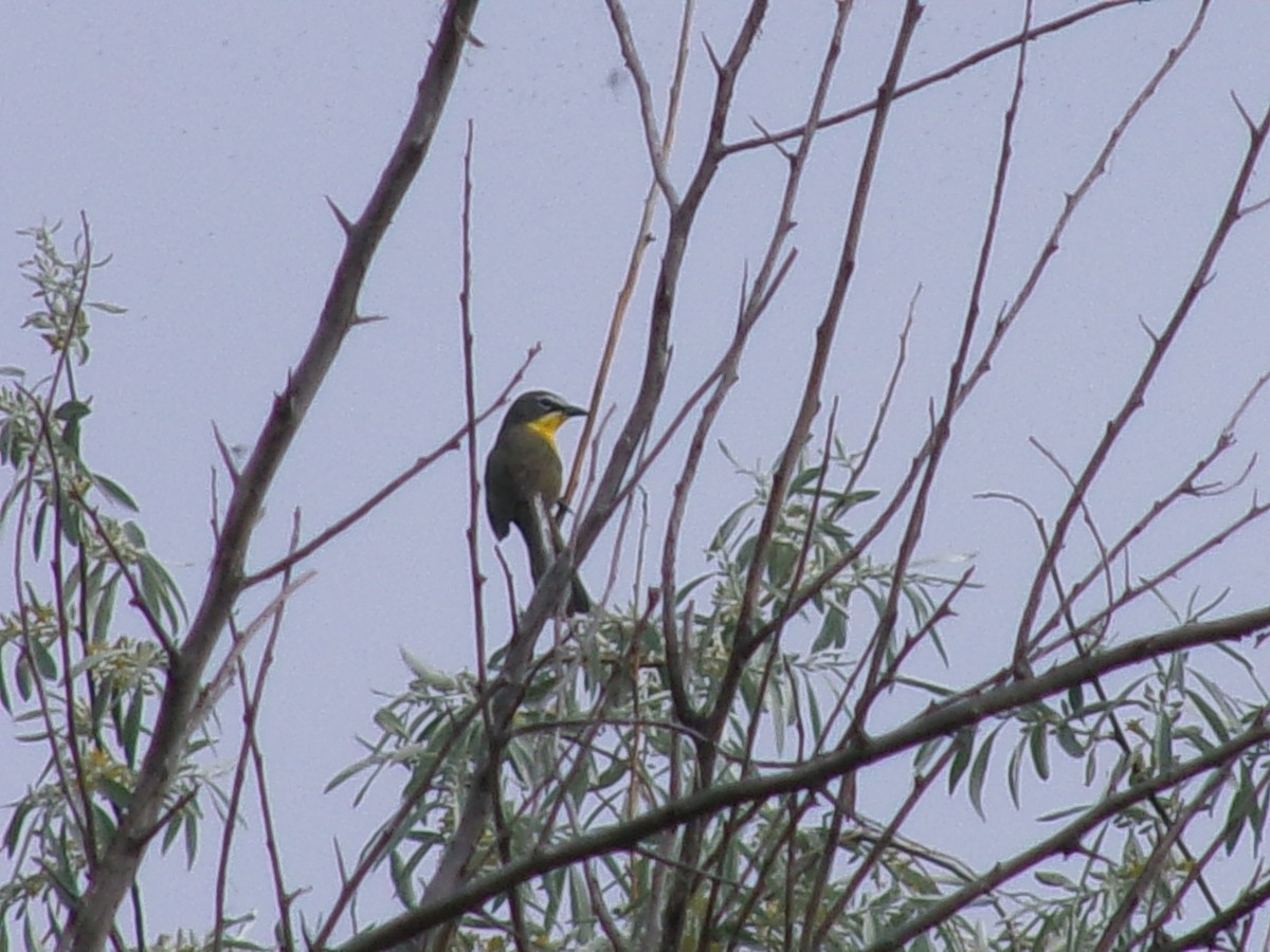 Yellow-breasted Chat - ML635485112
