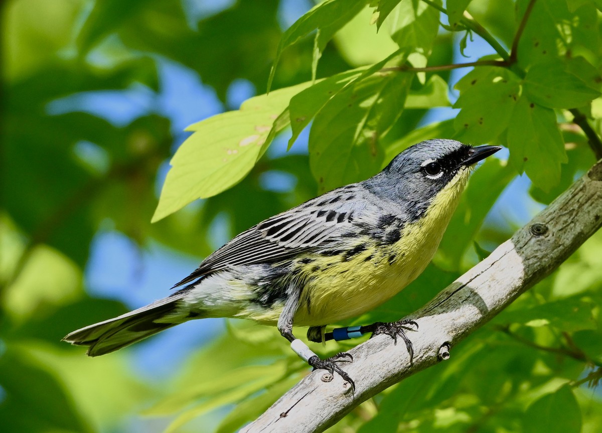 Kirtland's Warbler - ML635485118
