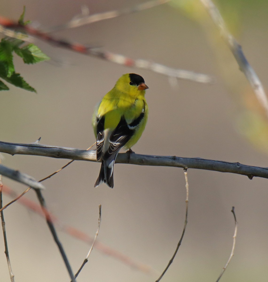 American Goldfinch - ML635485125