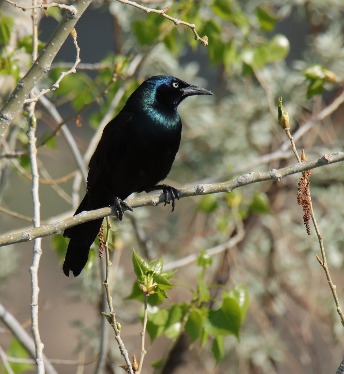 Common Grackle - ML635485153