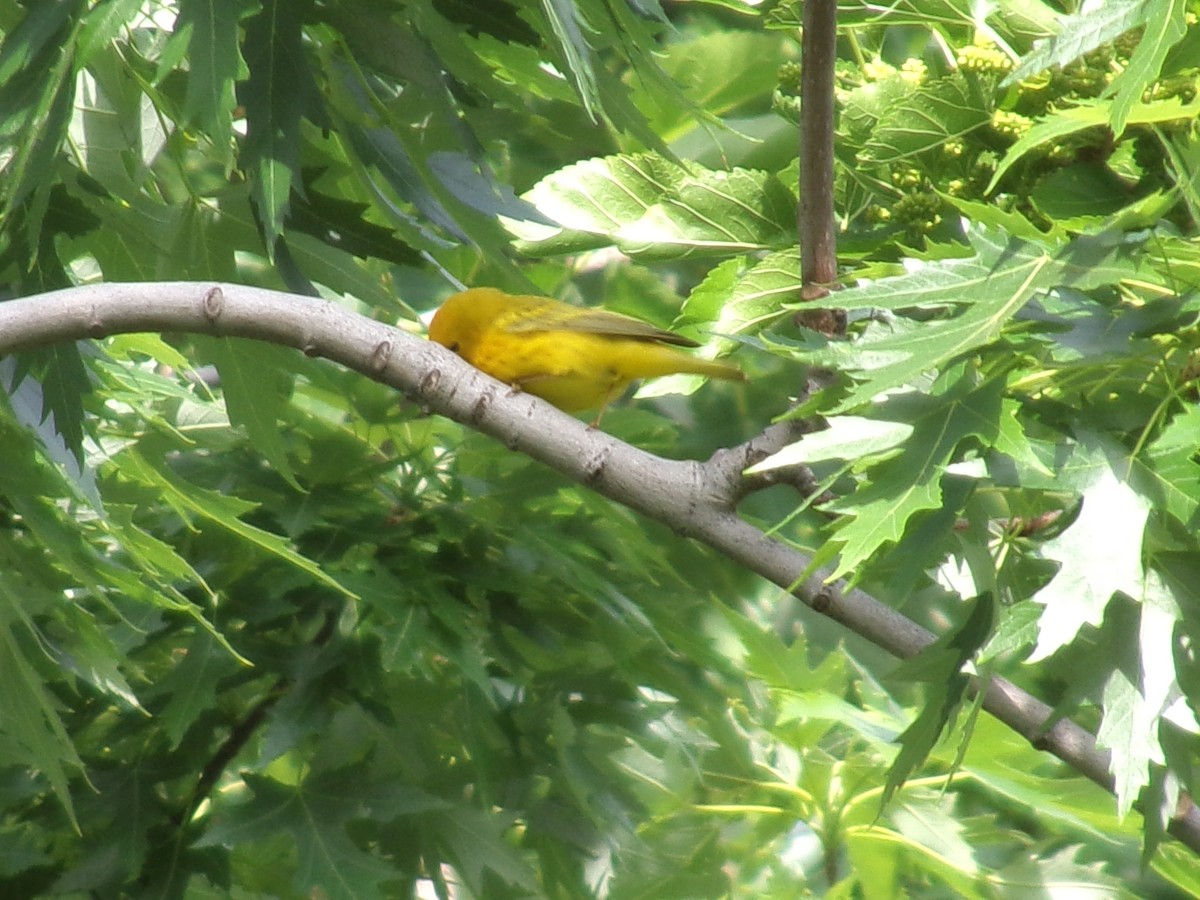 Yellow Warbler - ML635485176