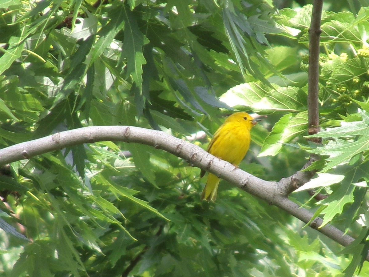 Yellow Warbler - ML635485179