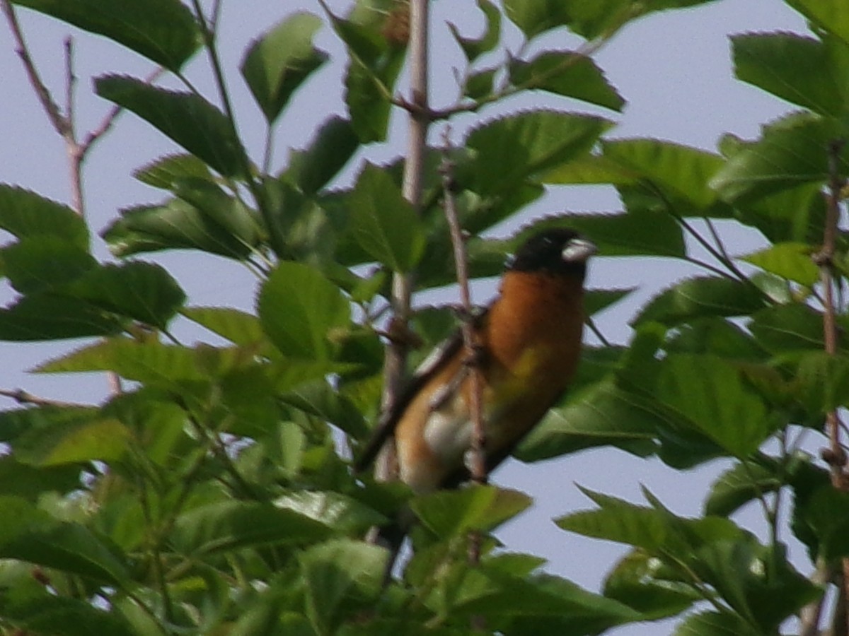 Black-headed Grosbeak - ML635485254