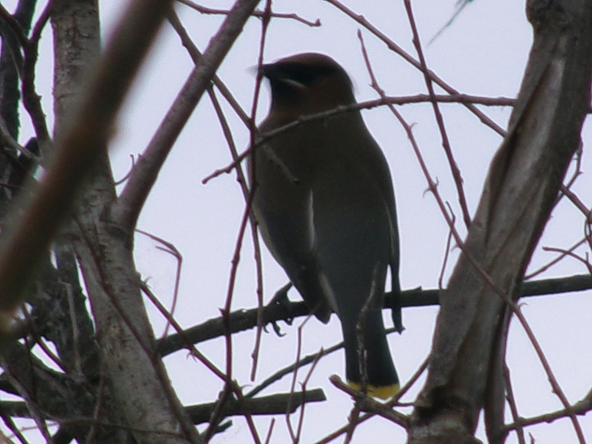 Cedar Waxwing - ML635485329